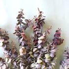 Buquê De Flores Eucalipto Outonado Artificial | Formosinha